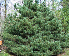 Сосна обыкновенная Ватерери (Pinus sylvestris Watereri) C10 50-60 см.