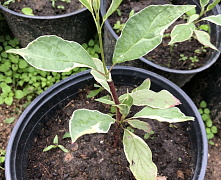 Дерен белый Элегантиссима (Cornus alba Elegantissima) С2 40-60см П