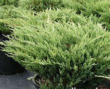 Можжевельник горизонтальный Андорра Компакт (Juniperus hor. Andorra Compact) C5 30-40 см.