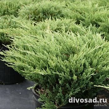 Можжевельник горизонтальный Андорра Компакт (Juniperus hor. Andorra Compact) C5 30-40 см.