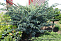 Можжевельник чешуйчатый Мейери (Juniperus squamata Meyeri) C3/С2  25-30 см А