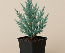 Можжевельник скальный Мунглоу (Juniperus scoр. Moonglow) р9