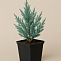 Можжевельник скальный Мунглоу (Juniperus scoр. Moonglow) р9