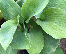 Хоста Кросса Регал (Hosta Krossa Regal) Р9