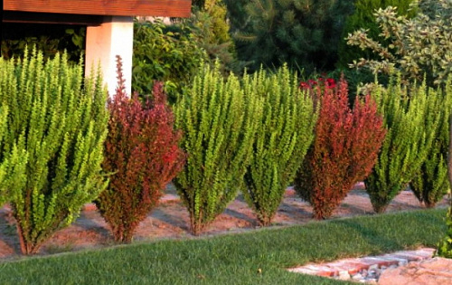 Барбарис тунберга Эректа (Berberis thunbergii Erecta) С5 40-60см