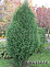 Туя западная Вагнери (Thuja occidentalis Wagneri) 140-160см