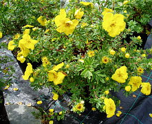 Лапчатка кустарниковая Голдфингер (Potentilla fruticosa Goldfinger) 60-90 см В