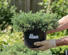 Можжевельник обыкновенный Репанда (Juniperus comm. Repanda) C5 30-40 см В