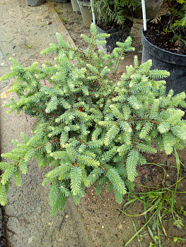 Ель сербская Нана (Picea omorika Nana) C2 20-40 см.