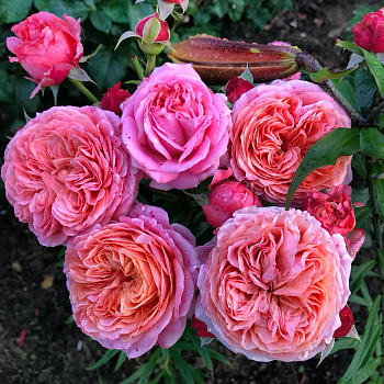 Роза ч/г Мэри Энн (Mary Ann)