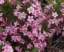 Вейгела цветущая Нана Пурпуреа (Weigela florida Nana Purpurea) С3 