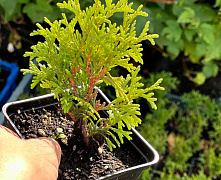 Туя западная Хосери (Thuja occ. Hoseri) р9 П