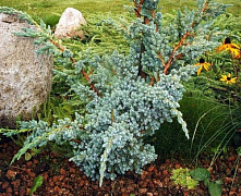 Можжевельник чешуйчатый (Juniperus squamata) C45  30-40см