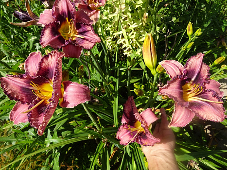 Лилейник Макбет (Hemerocallis 'Macbeth")