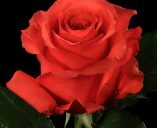 Роза ч/г Маниту (Manitou)