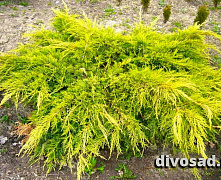 Можжевельник средний Пфитцериана Голд Стар (Juniperus pfitzeriana. Gold Star) С3 25-30 см А