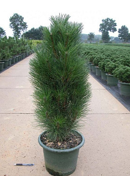 Сосна черная Грин Тауэр (Pinus nigra Green Tower) C3