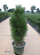 Сосна черная Грин Тауэр (Pinus nigra Green Tower) C3