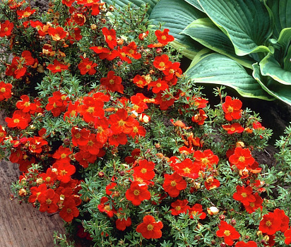 Лапчатка кустарниковая Мариан Ред Робин (Potentilla fruticosa Marian Red Robin) 30-50 Е