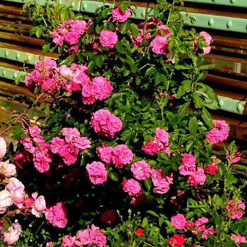 Роза канадская парковая Фронтенак (Frontenac)(саженец класса АА+) высший сорт