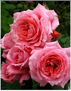 Роза шраб Анститю Люмьер (Institut Lumiere)