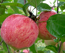 Яблоня Штрифель (осеннее полосатое)