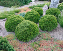 Туя западная Даника (Thuja occ. Danica) C35, 60-70 см.