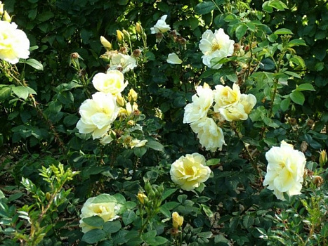 Роза парковая Гелбе Дармар Хаструп (Gelbe Dagmar Hastrup)(саженец класса АА+) высший сорт