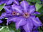 Клематис Президент (Clematis The President) С2
