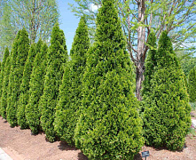 Туя западная Смарагд (Thuja occ. Smaragd) С5 90-110 см