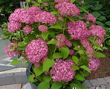 Гортензия древовидная Пинк Анабель (Hydrangea arborescens Annabelle) С5 40-60 см