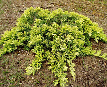 Можжевельник горизонтальный Голден Карпет (Juniperus horizontalis Golden Carpet) С3  30-40см