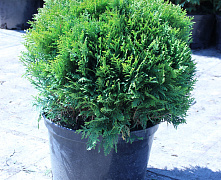 Туя западная Даника (Thuja occ. Danica) С12 40-50 см В