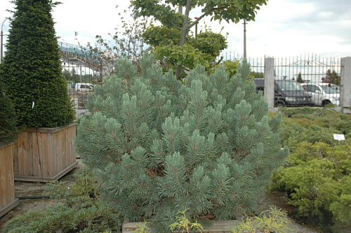 Сосна обыкновенная Ватерери (Pinus sylvestris Watereri) 100-120 