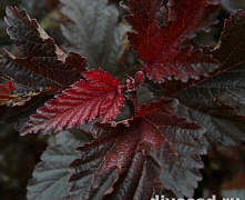 Пузыреплодник калинолистный Ред Барон (Physocarpus opulifolius Red Baron) Р9 20-25 см П