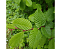 Граб обыкновенный (Carpinus betulus) С30 250+см (Б)
