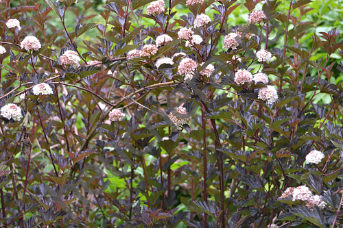 Пузыреплодник калинолистный Ред Барон (Physocarpus opulifolius Red Baron) С3 30-50см П