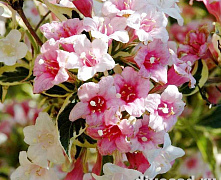 Вейгела цветущая Нана Вариегата (Weigela florida Nana Variegata) 30-50 см 2/3вет. В