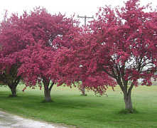 Яблоня декоративная Маковецкий, С5 100см