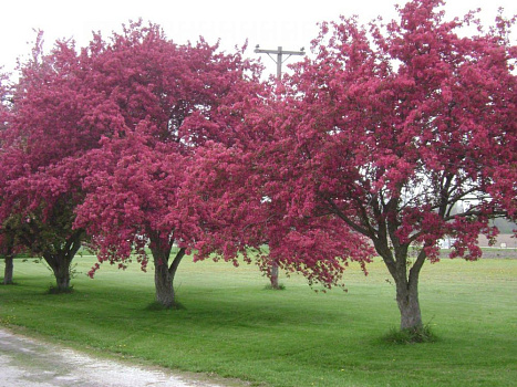 Яблоня декоративная Маковецкий, С5 100см