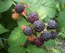 Малина Кумберленд (черная)