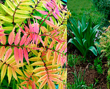 Рябинник рябинолистный (Sorbaria sorbifolia) 20 см, 