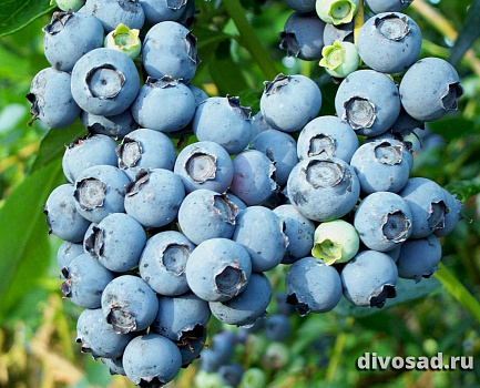 Голубика Блюкроп (Vaccinium cor. 'Bluecrop') Р9