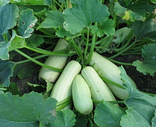 Кабачок Белоплодный (белый пакет)