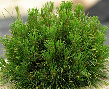 Сосна горная Хессе (Pinus mugo Hesse) C5 30-40см Штамб 80см