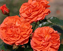 Роза флорибунда Оранжери