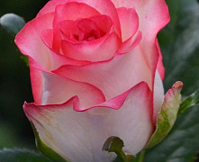 Роза ч/г Джумилия (Jumilia)