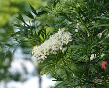 Бузина черная Лациниата (Sambucus nigra Laciniata) 60-100 см 