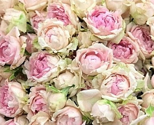 Роза спрей Кэнди Флоу (Candy Flow)