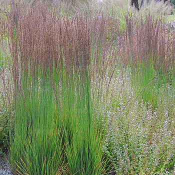 Молиния голубая Морхекс (Molinia caerulea Moorhexe) р9